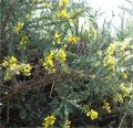 papilionacées
