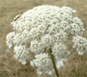 ombellifères