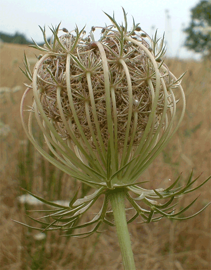 ombellifères