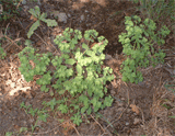 euphorbiacées