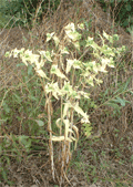 renonculacées