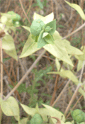 renonculacées