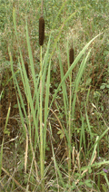 typhacées