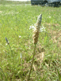 plantaginées
