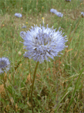 dipsacées