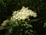 caprifoliacées