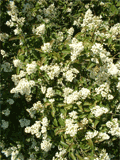oléinées