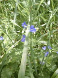 scrofularinées